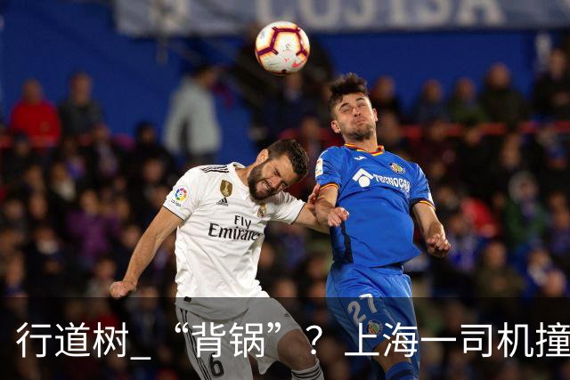 行道树 “背锅”？上海一司机撞树后主张树木全责，结果来了