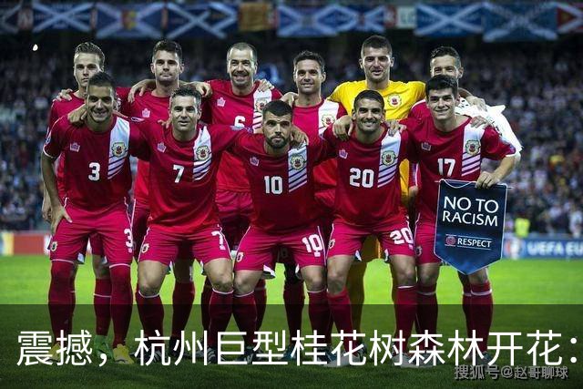 震撼，杭州巨型桂花树森林开花：8000多株美似童话